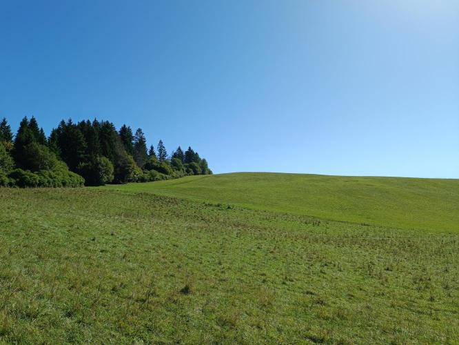 Turniszkó